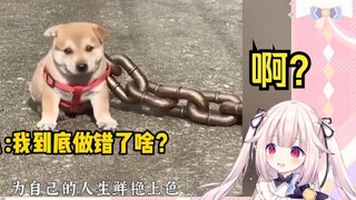 日本萝莉看《内有恶犬》难绷 直呼太可爱了