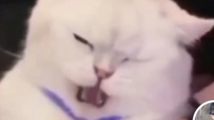 Apakah Li Zhi Xun adalah bukti bahwa dia seekor kucing kecil?! Dia benar-benar berhasil mendapatkan 