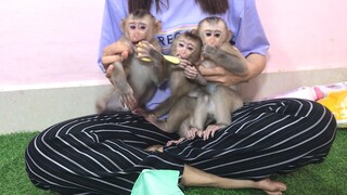 Single mom make up for three restless monkeys