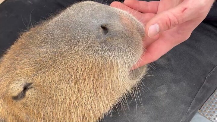 Capybara’s forgetful stick—suck once and you’ll already have forgotten what it tastes like.