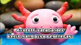 axolotl sapamender  mini yang super lucu🥰🤩