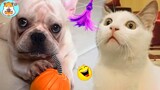 Funny Animal Videos 2022 😂 - Best Dogs And Cats Videos 😺😍 #2 - Animal Network
