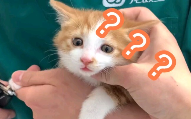 Đưa bé 30 đi tẩy giun, giờ giá trị đã tăng gấp mấy chục lần rồi.