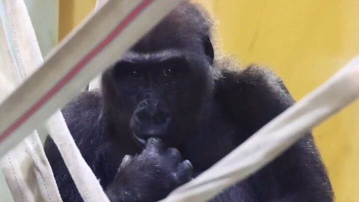 Keluarkan saja dia untuk bekerja, lalu kuncilah aku di dalam!