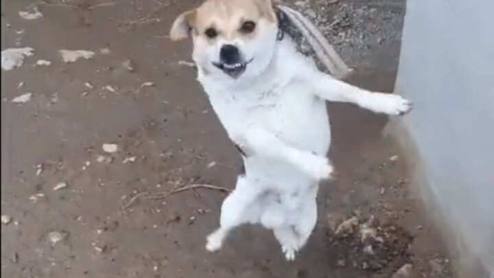 "All Dogs"