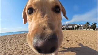 The most deceptive dog