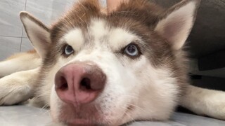 If you're not going to play with a husky, then what else can you do with it? Tell me!