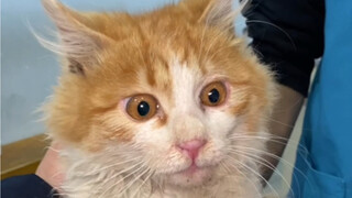 绑架代替购买之真凶变假凶