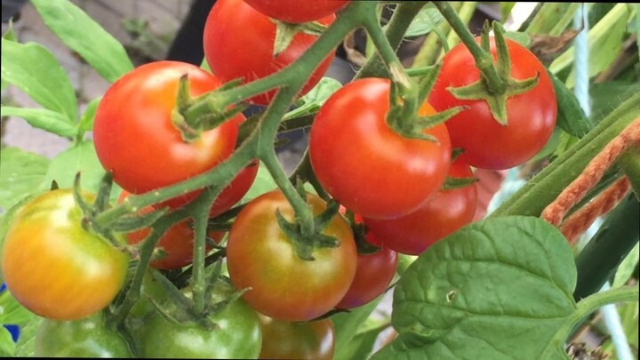 How to Grow Tomatoes at Home (harvesting from seeds of bought tomatoes) My Lovely Garden 5 (2023)