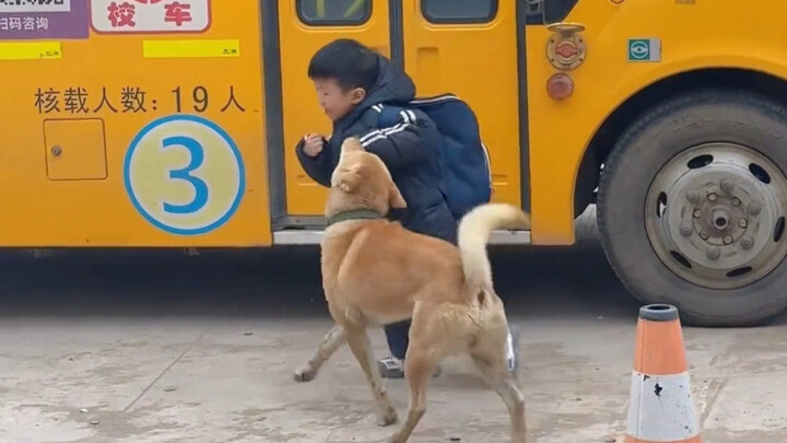 Chú chó luôn đón cô chủ nhỏ tan học