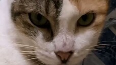 VID_20240126-Foamie (2)