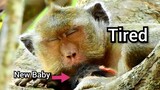 Welcome New​Born Monkey New Member in Group Amari,Marria Give Birth New​ Baby But She Is Very Tired