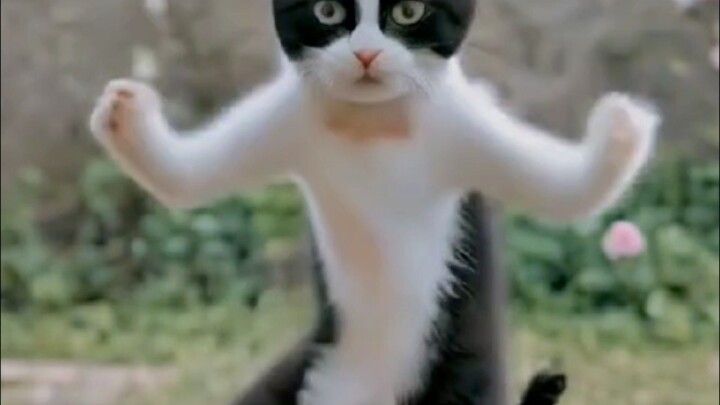 funny video