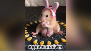 สัตว์เลี้ยง เพื่อนขนปุย : หนูน้อยแสนน่ารัก