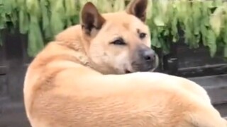 “Nó thực sự biết cách chào hỏi”
