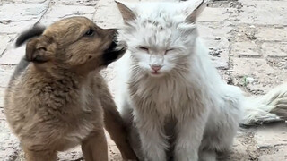 الكلب الترابي الصغير والقطة القذرة الصغيرة في منزل الجدة