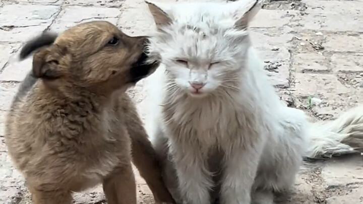 奶奶家的小土狗和小脏猫