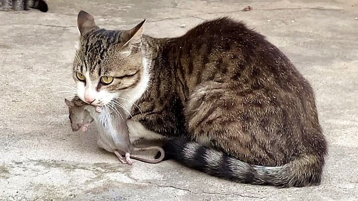 邻居家的猫抓了只老鼠，竟然叼来向我家猫炫耀，杀猫诛心啊！
