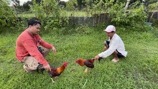 ENE GAMEFARM STAGS