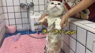 小猫咪居然在洗澡的时候做出这种事？！没脸见人啦！