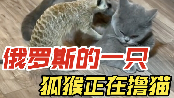 A lemur in Russia is petting a cat.