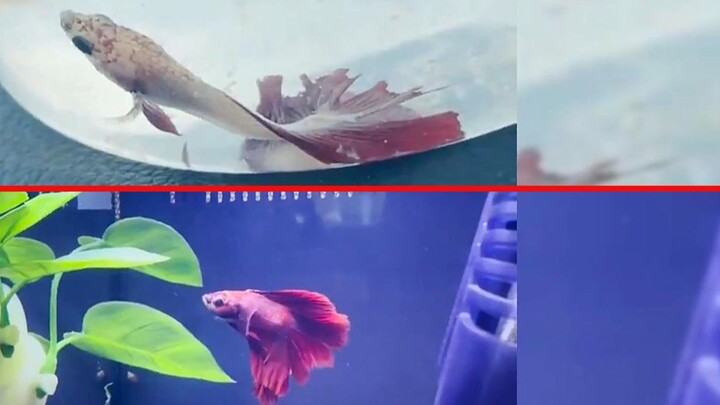 A fish that had given up on life by refusing to eat was brought back to health by a girl.