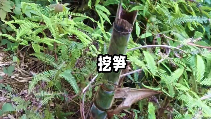 Wangi