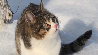 อู่คงน่ารักสุดๆ! ลูกแมวที่สวยที่สุด!