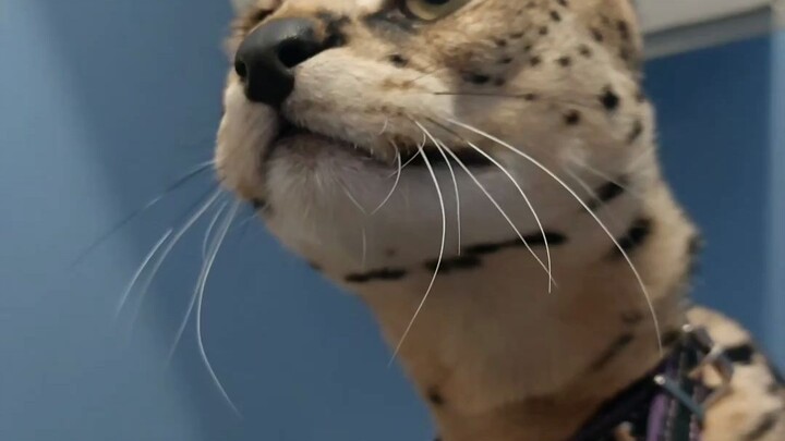 Serval: Waaah~~~ Aaah~~~ Woof~~~~