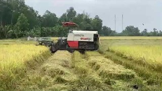 Máy Cắt Lúa KUBOTA l Máy Gặt Đập Liên Hợp