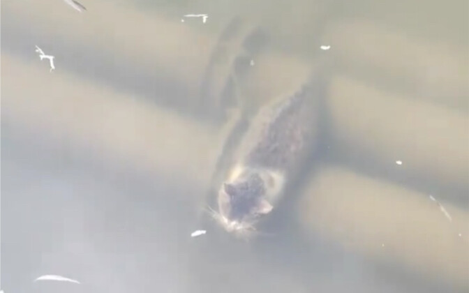 ฮาคิมี่กำลังว่ายน้ำแบบแหวกน้ำ