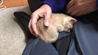 [Animals]Lovely interactions with a cute kitty