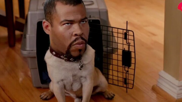 【พี่น้องผิวดำ】สามีภรรยาซื้อลูกหมาตัวน้อยมา ไม่คาดคิดว่ามันจะเป็นพี่ชายขี้โมโห ด่าฟ้าด่าดินด่าอากาศไป