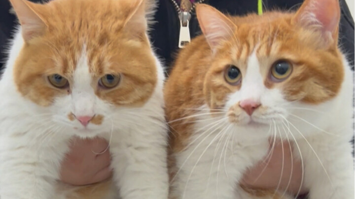 More and more people are adopting stray animals—so cool!