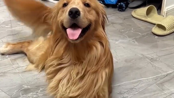Ways to consume your dog’s energy without spending money or wasting people (1)