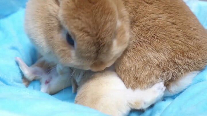 【กระต่ายแคระดัตช์】คุณแม่น่ารักให้กำเนิดลูกน้อยน่ารัก