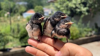 Kept hanging around and refusing to leave; today, it finally started learning to fly!