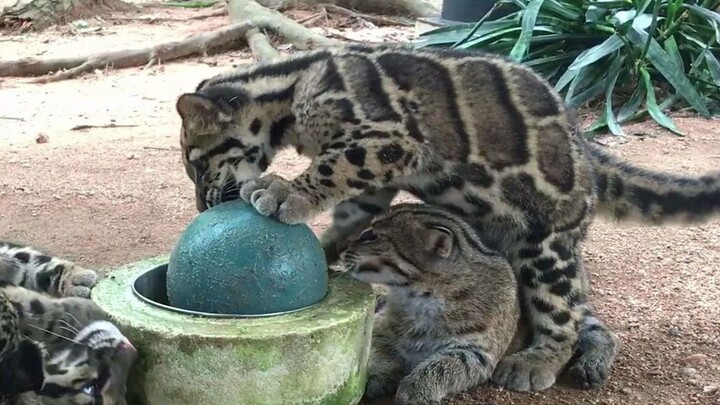 Masih ingat kah si kucing pemancing kecil yang tumbuh bersama macan tutul salju? Kini telah muncul l