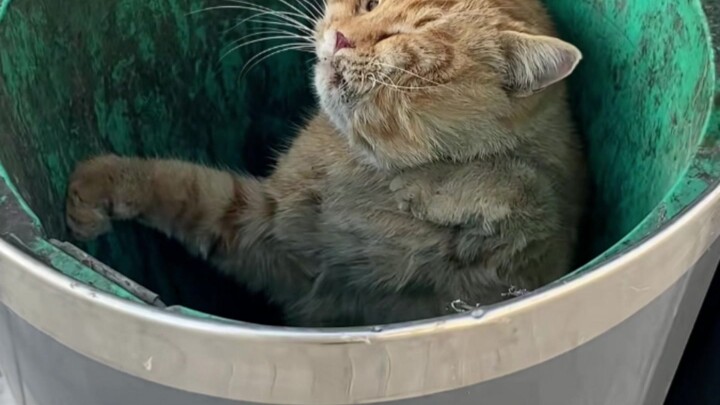 Mimeng cat food has gone bad, Lu You Ting Dongji—may every furry friend find a warm home.