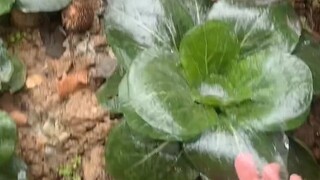 收获一朵白冰冻白菜花