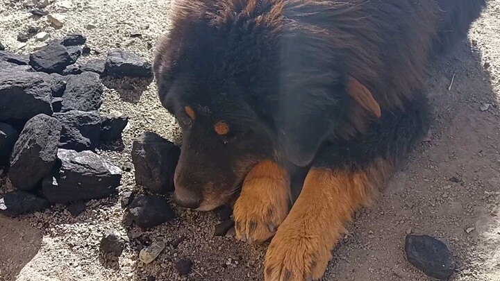 Bồi bổ cho một con chó ngao Tây Tạng bị bỏ rơi sau khi sinh