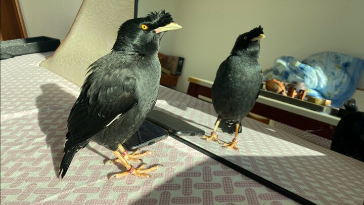 เจ้านายเป็นห่วงว่าเจ้าตัวเล็กจะถูกเหยี่ยวจับไปเป็นมื้อเย็นนอกบ้าน เลยพามันกลับมาดูกระจก แต่ผลลัพธ์มั