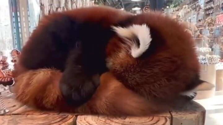 Tampilan panda kecil yang memeluk ekornya saat tertidur sungguh menggemaskan!