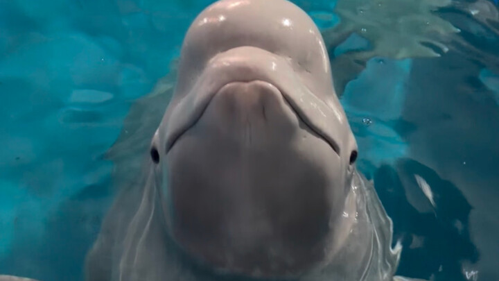 Xiaohēi hari ini cukup murah hati