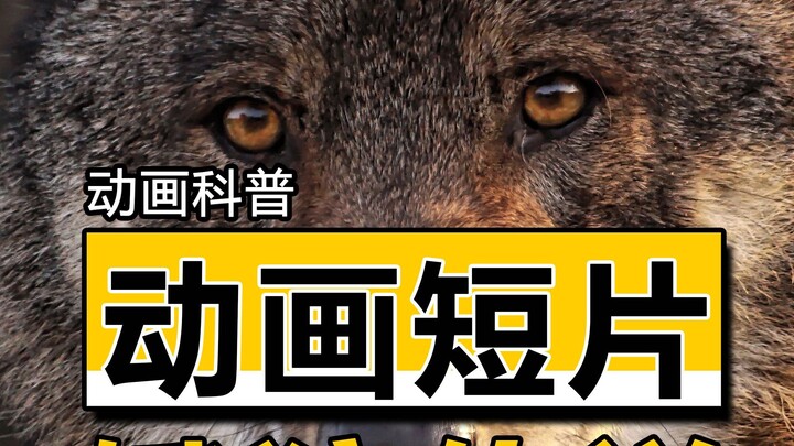 动物跟动物的友情