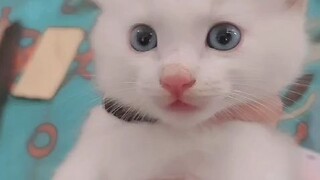 kucing imut