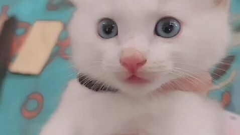 kucing imut