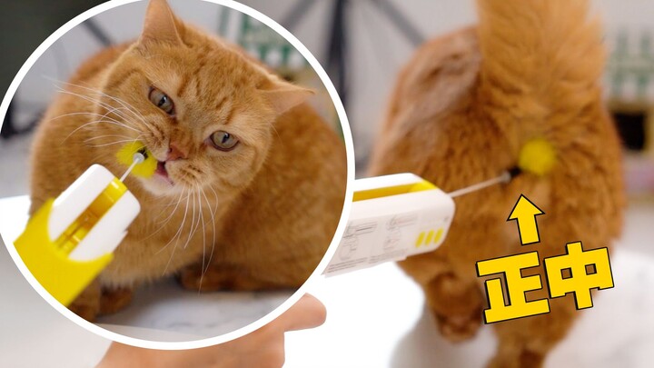 Cat: Is this how you’re supposed to play with this thing?