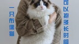 一只布偶猫究竟可以抱多长时间？