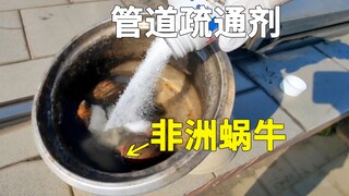 化尸粉和非洲蜗牛，做成工艺品？达到功德盈利化！